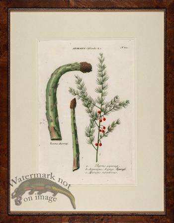 Weinmann Burl with Gold DM 15